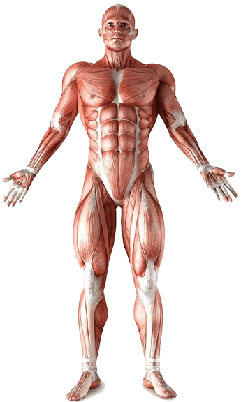 Bacak anatomisi